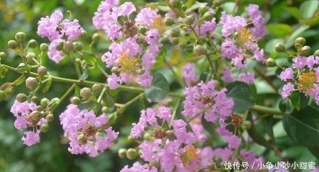 种植|最适合庭院、屋顶绿化种植的植物，各月开花顺序整理，不收藏吗？