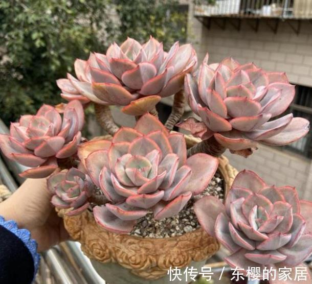 新手养多肉,2件事做错了,难怪养几年也不长个