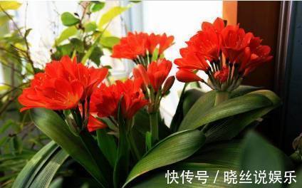 生鸡蛋用来养花 一年不用施肥 花草长的又壮又好 粉紫色 生鸡蛋用来养花 一年不用施肥 花草长的又壮又好 粉紫色