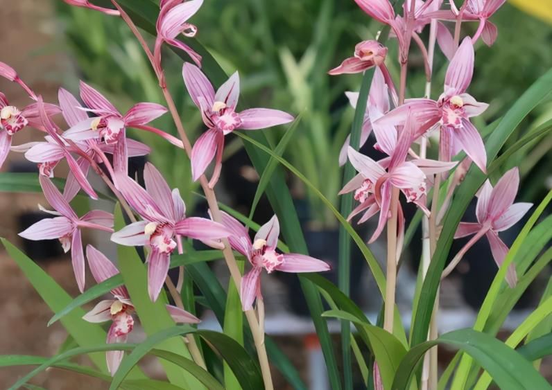 市长红，1款被名字耽误的兰花，开花勤，香味浓郁