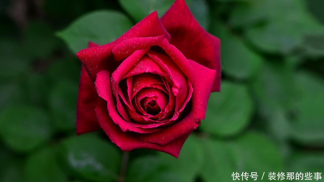 修剪|月季入夏之后的养护,要提前做好准备,避免养护错误,影响开花