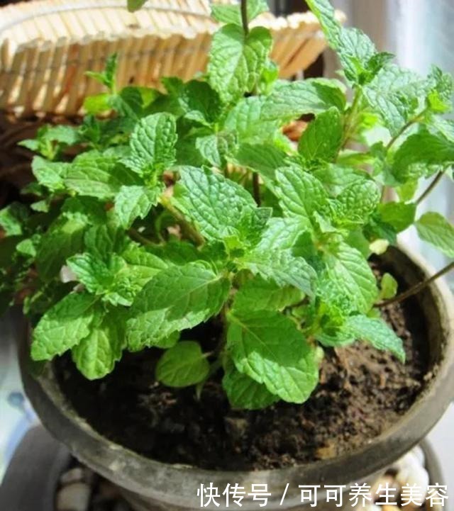 这些植物一定要勤浇水,不然分分钟“渴死”!