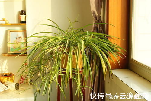 6块钱的吊兰,3年养成老桩,5年变成1棵小树,做好4点就行