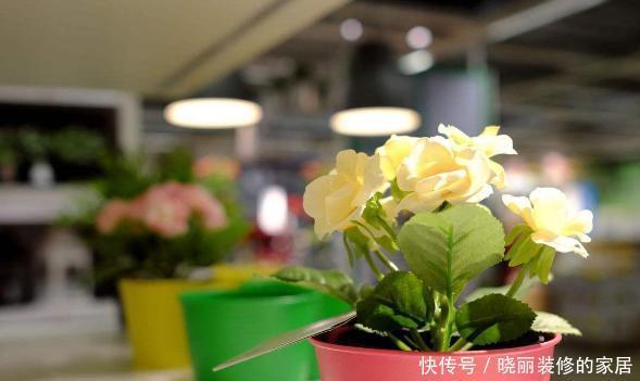 就先|想要解决花草植物的“这些问题”,就先准备好“一头蒜”!