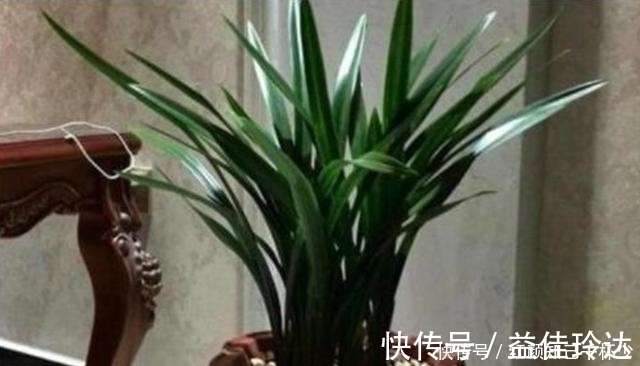 室内养兰就选墨兰,养它避免“3怕”,叶绿新芽多,年年都开花