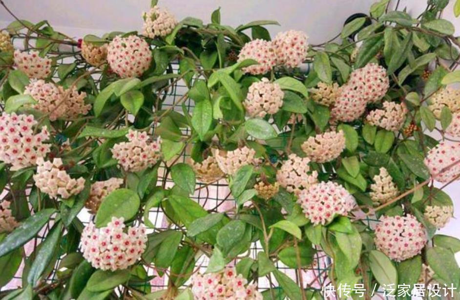 球兰球兰|养花就养4种花,好养易活花量大,养上一盆四季欣赏,好养还不贵