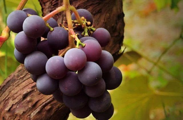 排毒养颜|人到中年想长寿,4种食物换着吃,排毒养颜,营养丰富,试试吧