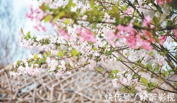 美食|关注新洲花朝河畔“花朝节”，快来新洲共赴一场花与美食的盛宴！