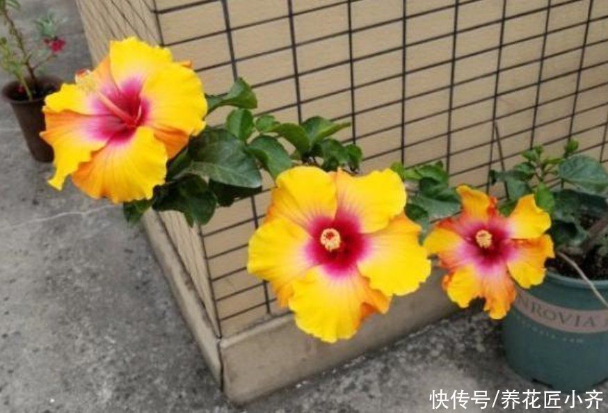 缓苗|养花在“精”不在多,3个养花的“坏习惯”,想养好花要改掉