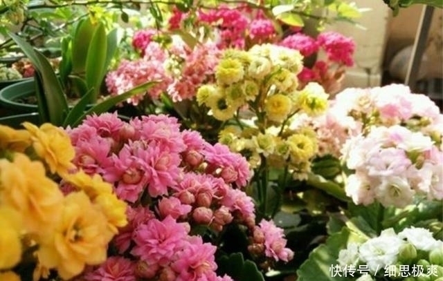 松针叶|想长寿花多冒苞,土里埋下这“两”料,顺利春化,绽放层叠群花