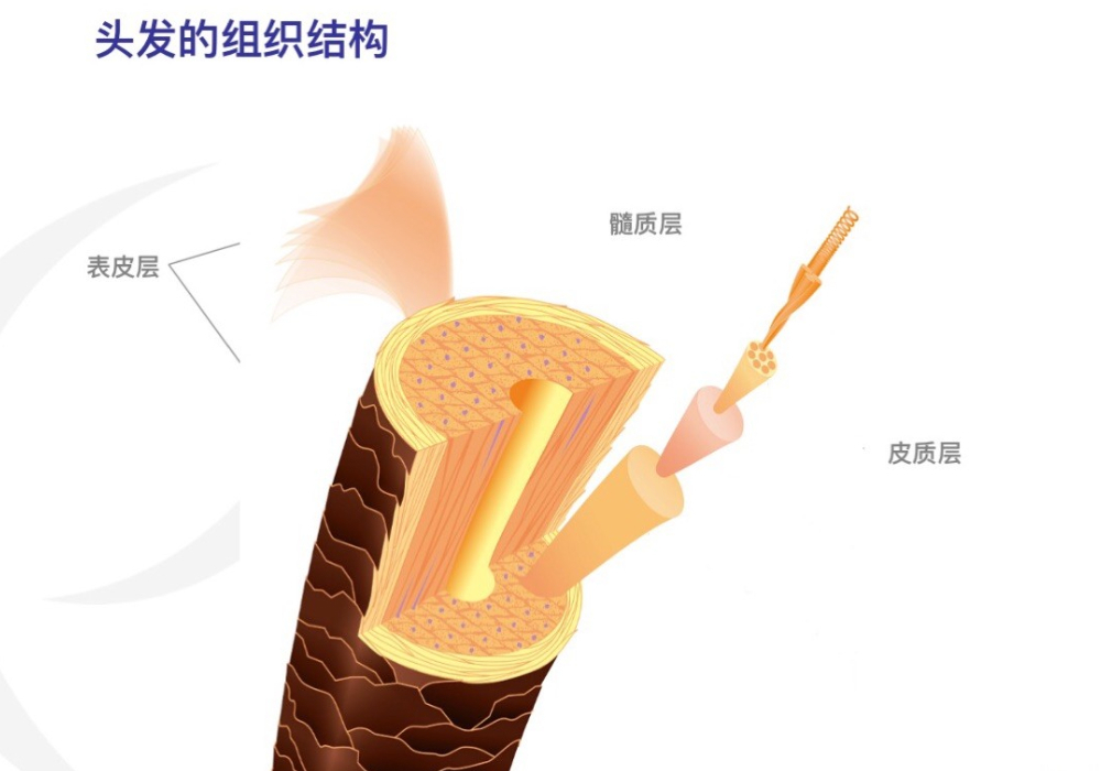 发膜|头发烫焦了可以用“醋”还原?确有其事还是炒作?看这三点就明白