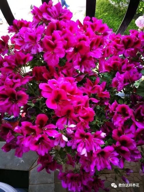 别养绿萝吊兰了,3种花剪根枝,插水里能活,开花一大片!