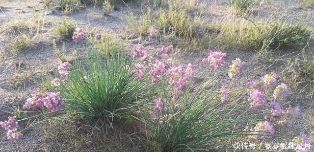 野草|人称“沙葱”，钙、铁、磷含量极高，见到别犹豫，抓紧拿袋收起来