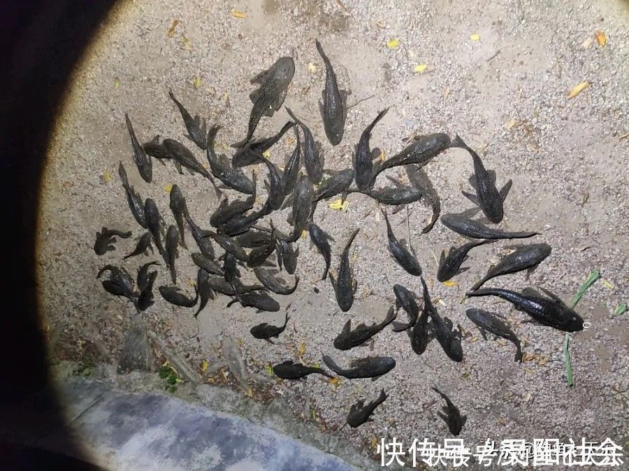 钓到小鱼就摔死,真有必要吗?钓友:有两种“害鱼”必须摔