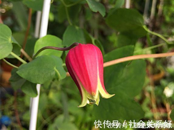 铃铛|最好养的铁线莲,不“立枯”,花期长,开到深秋都不停