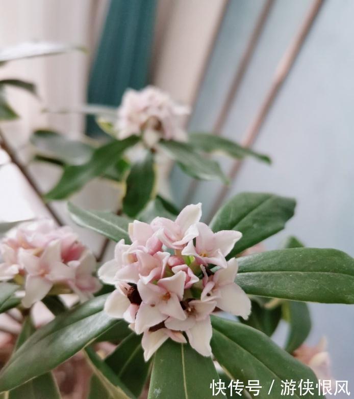 世界名花金边瑞香,冬季种植多注意这6点,开花香、数量多