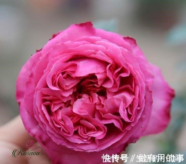 25款包子型月季,花开永不败,大花好养又丰花,新手推荐种植!