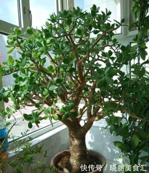 家养玉树的修剪,咔嚓两剪子,颜值整容式提升