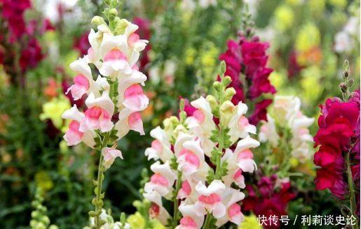 几款花卉便宜又好养，丢到阳台，好养活上档次，净化空气效果好