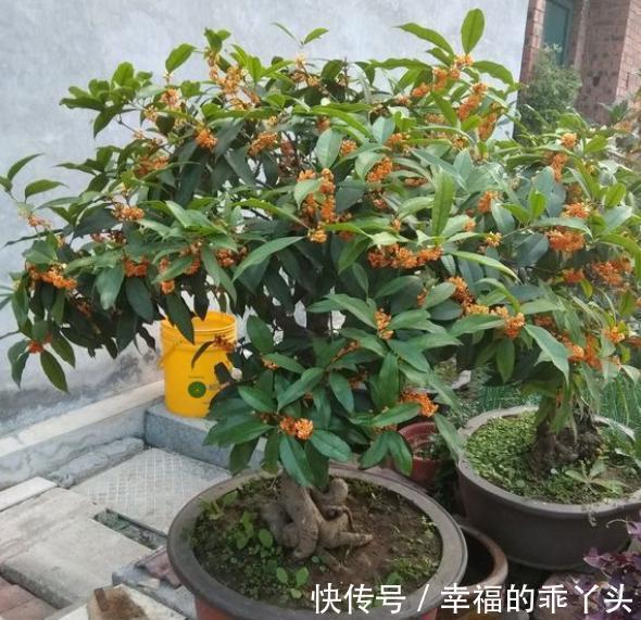 门前栽桂花长成“贵人树”