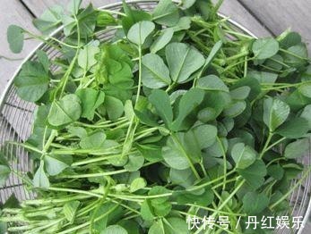 老中医|以下几种野菜，清热解毒，开胃润肠，老中医特别喜欢