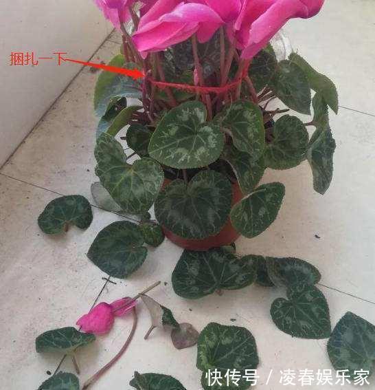 植株|这3种花,夏天不能“瞎浇水”,伤了根救不回来