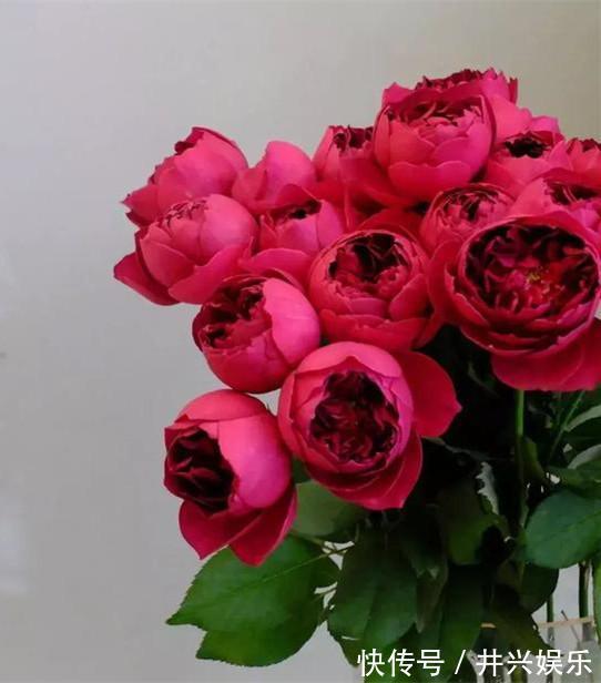 一到秋天就“变色”的月季，花型硕大，花有浓香，四季花开不断