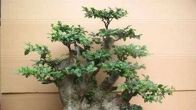 阳台再小,也要养3种花,小盆就能养,盆小水少长得快!