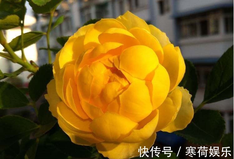 木本花卉|此木本花卉，花色多变化，多季开花，漂亮又好养，是盆栽佳品