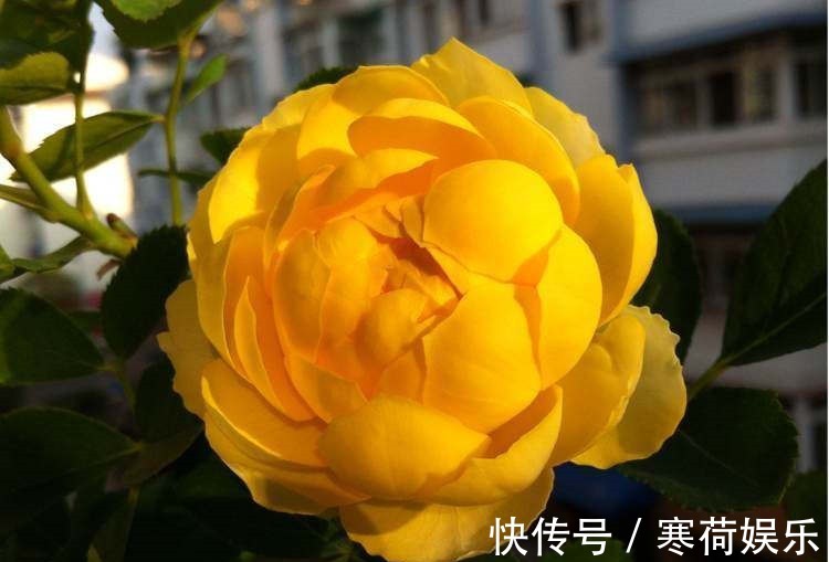 木本花卉|此木本花卉,花色多变化,多季开花,漂亮又好养,是盆栽佳品