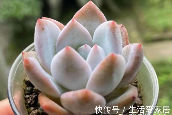 事儿|用超级拇指盆来养多肉?完全可以,只要你愿意,这都不是事儿