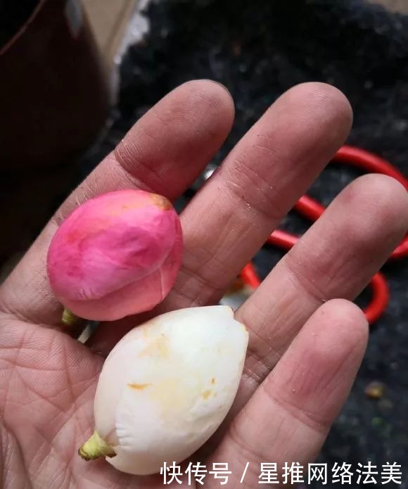 冬天3种花怕热,一热就落花落蕾,放在凉爽的地方最好!