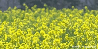 抢先打卡！邛崃油菜花海上线，快点进来～