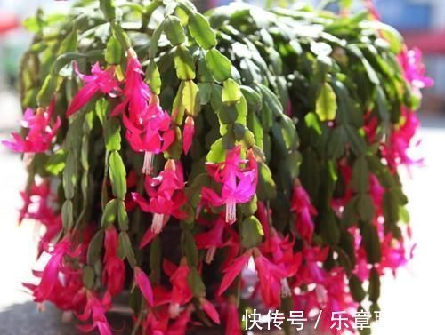 想要长寿|长寿花、蟹爪兰都喜欢的“神仙水”,一周喂一勺,花开满枝头!