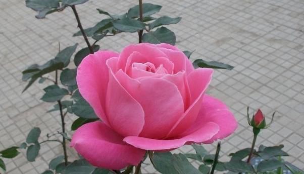 闲话|俗话说:病从口入祸从口出,尤其是这4句话,说了祸事不断!