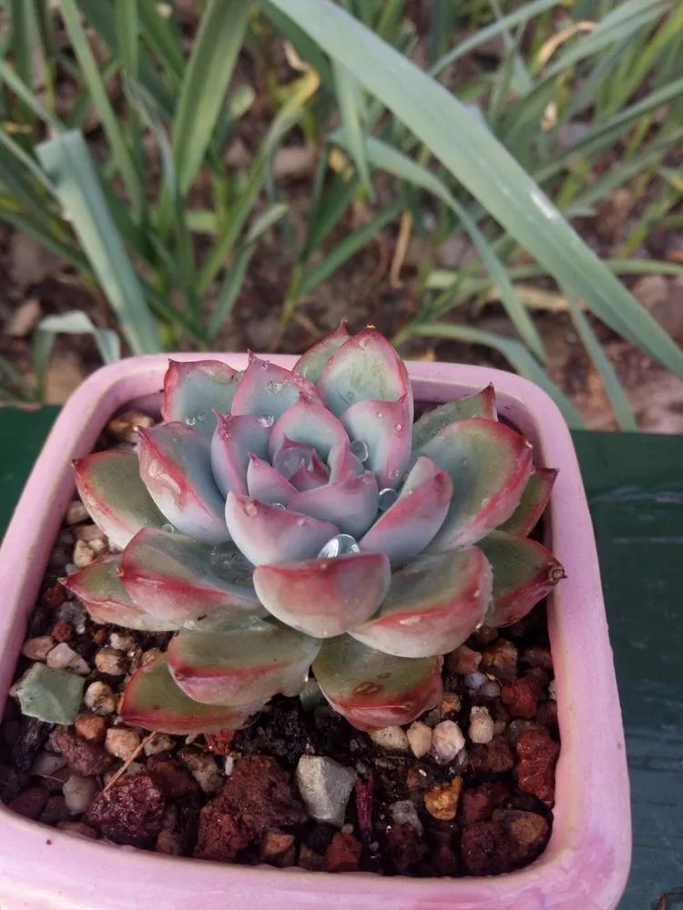 送瘟神,洒庭院,赏多肉,合家团聚话将来!