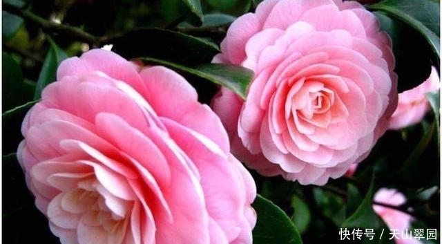 中国|中国十大名花分别指哪十种花这十种花分别有什么美称