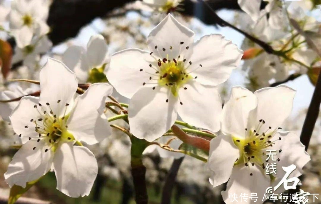 惊艳！石家庄这个地方成“打卡”胜地