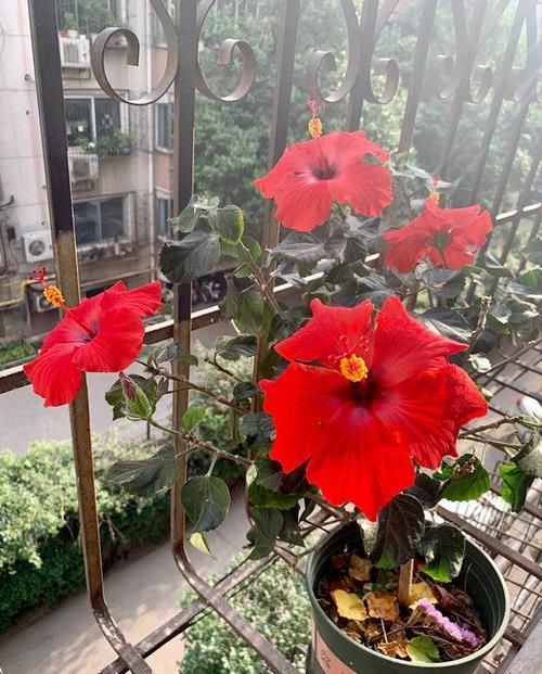  养成|好养易爆盆的花卉，一开就是300多天，随便一养成花海