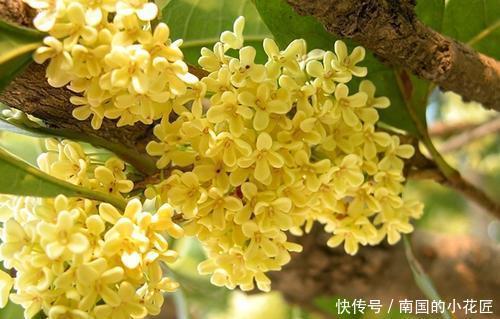 十大|中国十大名花之一,四季常青,花香远溢,是盆栽佳品、盆景良才