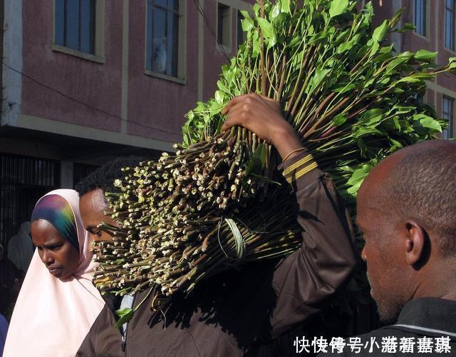  唯一以“树叶”为食的国家，当地人吃到脸变形，还忍不住天天吃