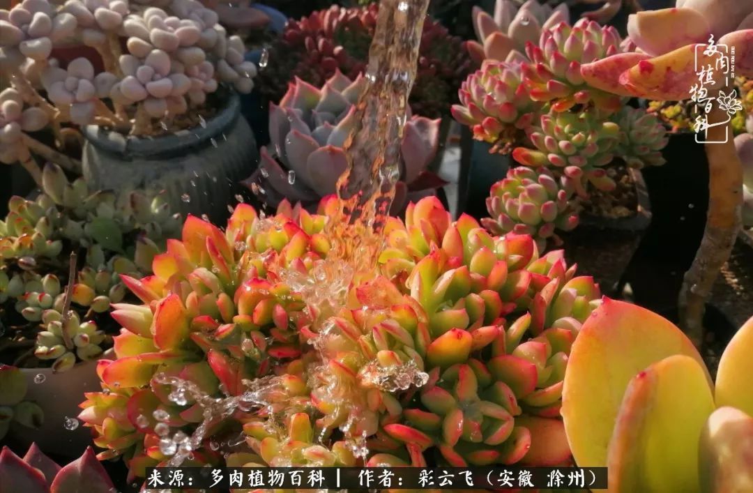 浇水后的多肉，照片秒变“照骗”！却被“骗”得很开心！