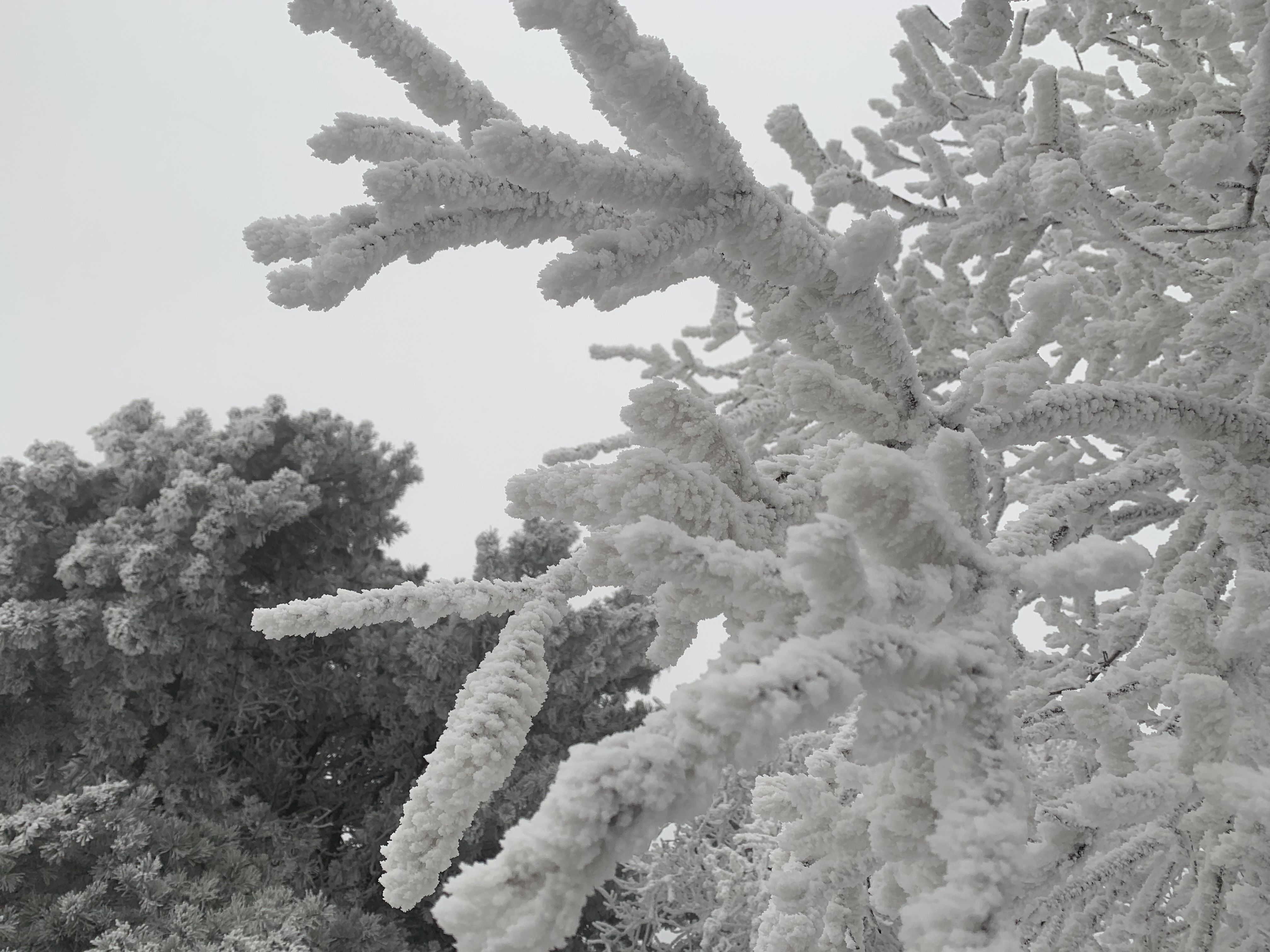 大河报·豫|大范围降雪落中原 中岳嵩山再度现雾凇奇观