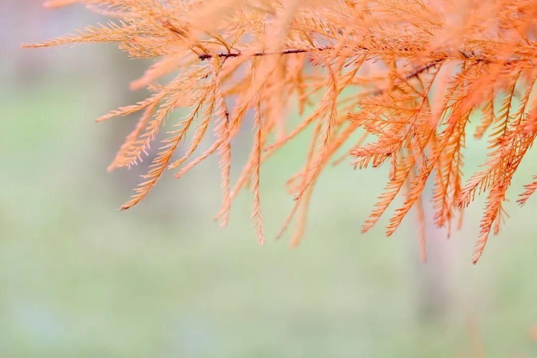 台州|12月的台州，最美不过红色杉林！