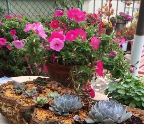 盆栽|5种有毒的花卉盆栽,如果家中养了,赶快处理,不要掉以轻心