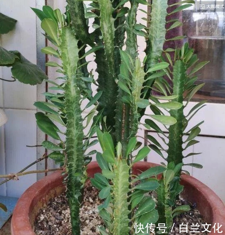 懒得管理花草就盆栽龙骨,日常做好3件事,枝叶繁茂、开花漂亮