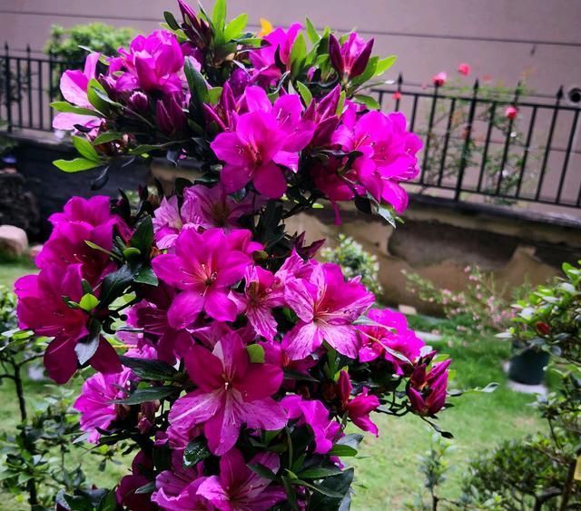 奢求|杜鹃花养成这个衰样,没死算给你面子了,还想开花,奢求太多