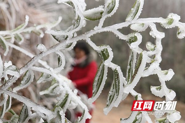 瑶乡|湖南道县：瑶乡瑞雪迎新春