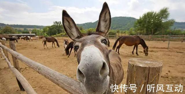 驴子!《聊斋志异》:巫师把女人变成驴,把小孩变成羔羊,却被偶然识破