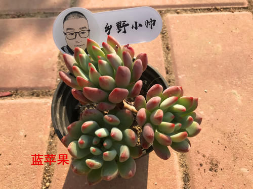 多肉上盆后，浇完水叶片还是干瘪怎么办？小帅教你一招搞定